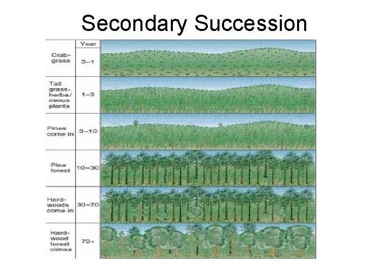 Secondary Succession 