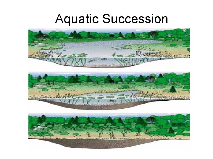 Aquatic Succession 