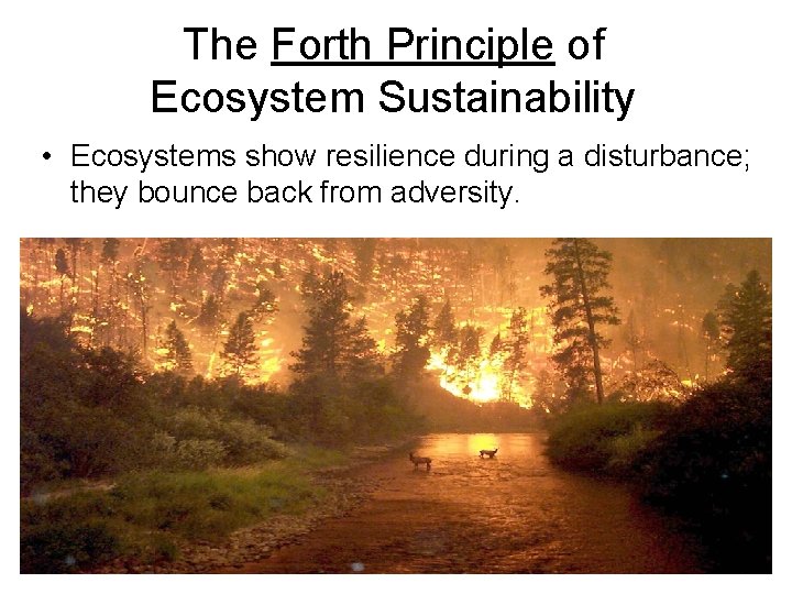 The Forth Principle of Ecosystem Sustainability • Ecosystems show resilience during a disturbance; they