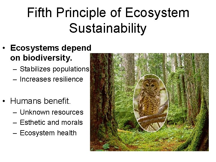 Fifth Principle of Ecosystem Sustainability • Ecosystems depend on biodiversity. – Stabilizes populations –