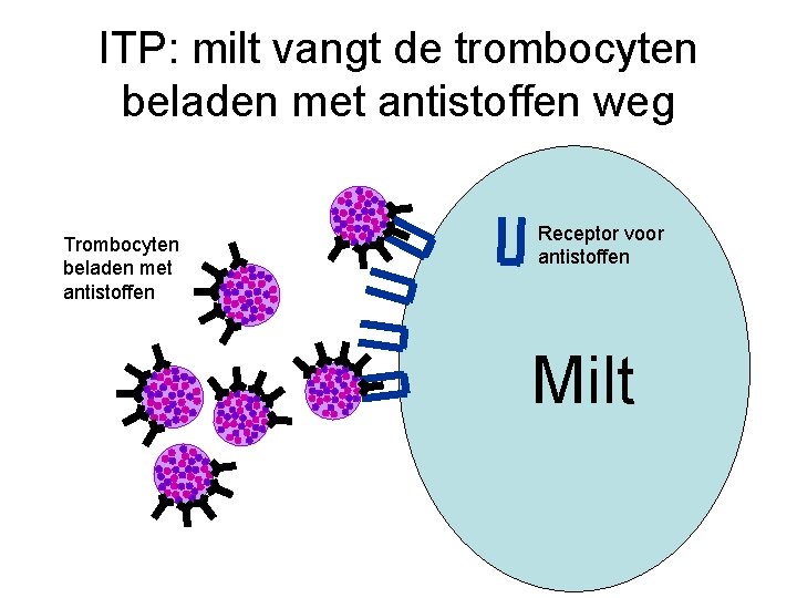 ITP: milt vangt de trombocyten beladen met antistoffen weg Trombocyten beladen met antistoffen Receptor