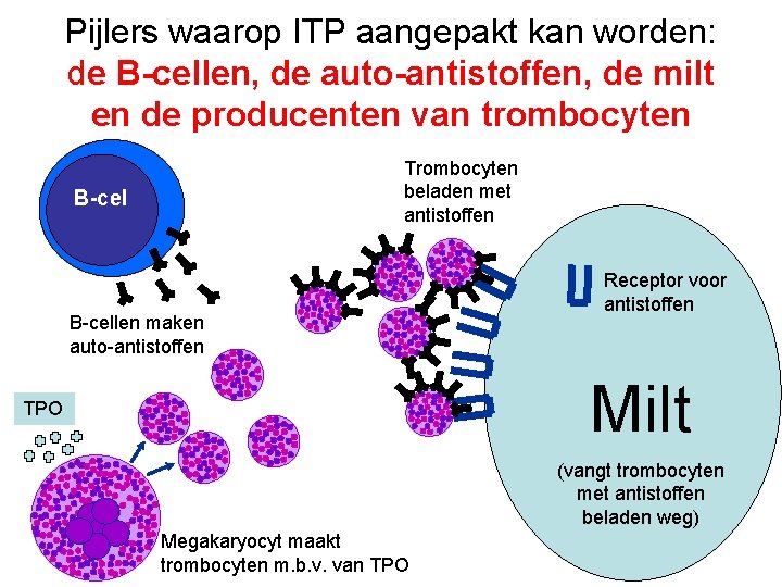 Pijlers waarop ITP aangepakt kan worden: de B-cellen, de auto-antistoffen, de milt en de