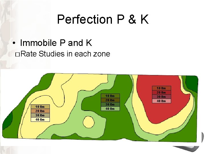 Perfection P & K • Immobile P and K � Rate Studies in each Perfection P & K • Immobile P and K � Rate Studies in each