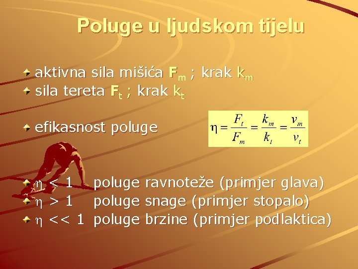 Poluge u ljudskom tijelu aktivna sila mišića Fm ; krak km sila tereta Ft