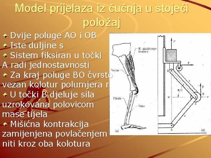 Model prijelaza iz čučnja u stojeći položaj Dvije poluge AO i OB Iste duljine