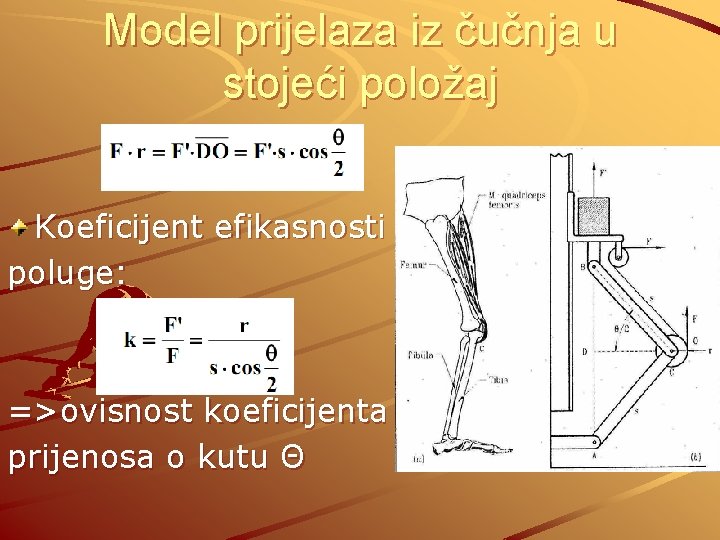 Model prijelaza iz čučnja u stojeći položaj Koeficijent efikasnosti poluge: =>ovisnost koeficijenta prijenosa o