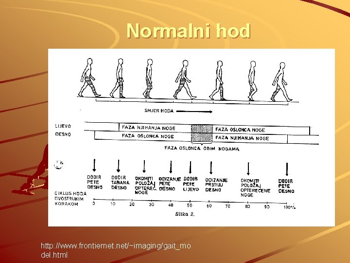 Normalni hod http: //www. frontiernet. net/~imaging/gait_mo del. html 