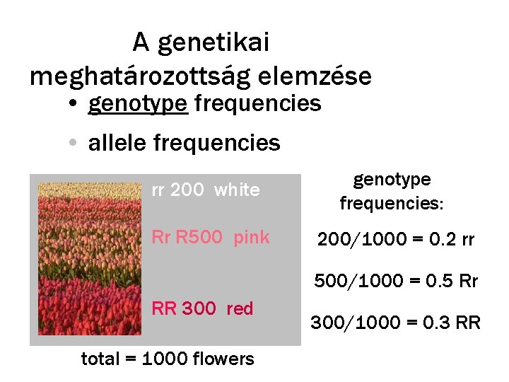 A genetikai meghatározottság elemzése • genotype frequencies • allele frequencies rr 200 white genotype