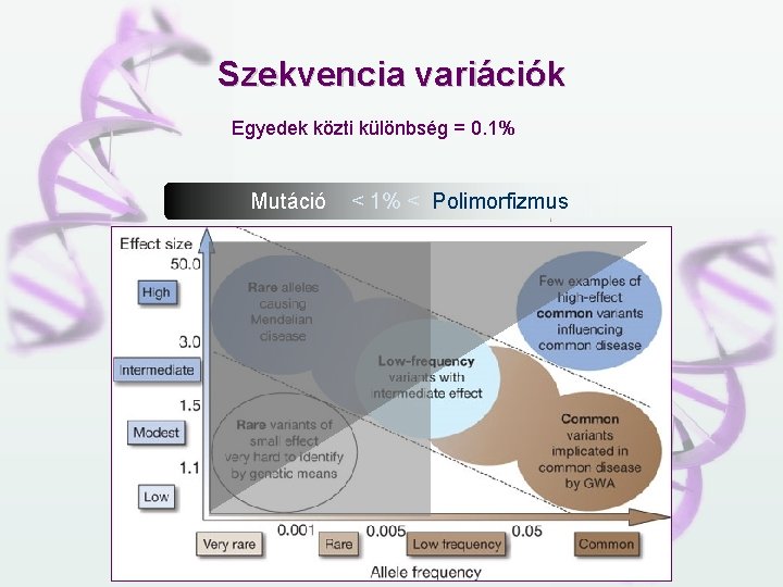 Szekvencia variációk Egyedek közti különbség = 0. 1% Mutáció < 1% < Polimorfizmus 