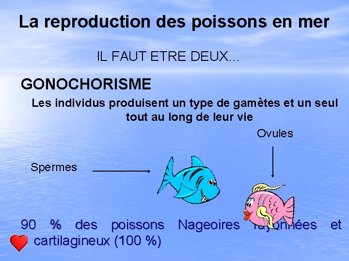 La reproduction des poissons en mer IL FAUT ETRE DEUX… GONOCHORISME Les individus produisent