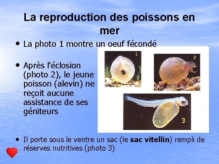 La reproduction des poissons en mer • La photo 1 montre un oeuf fécondé