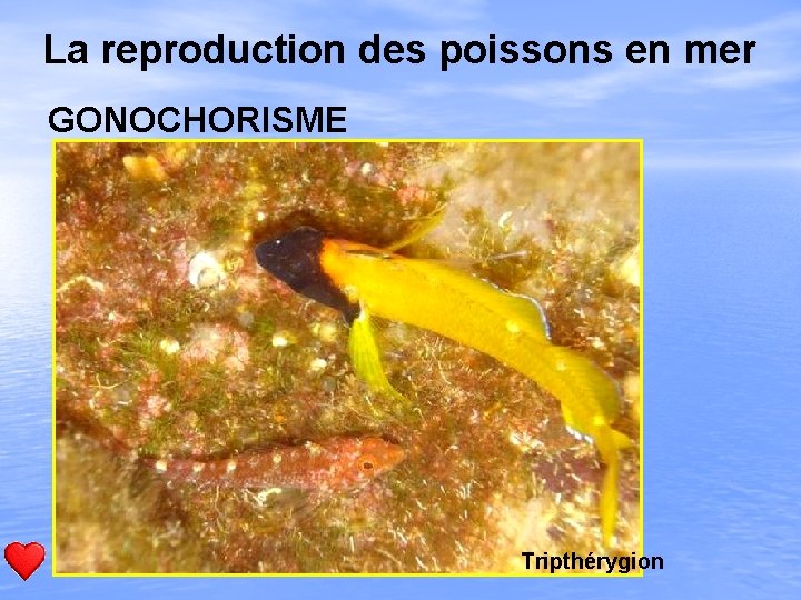 La reproduction des poissons en mer GONOCHORISME Tripthérygion 