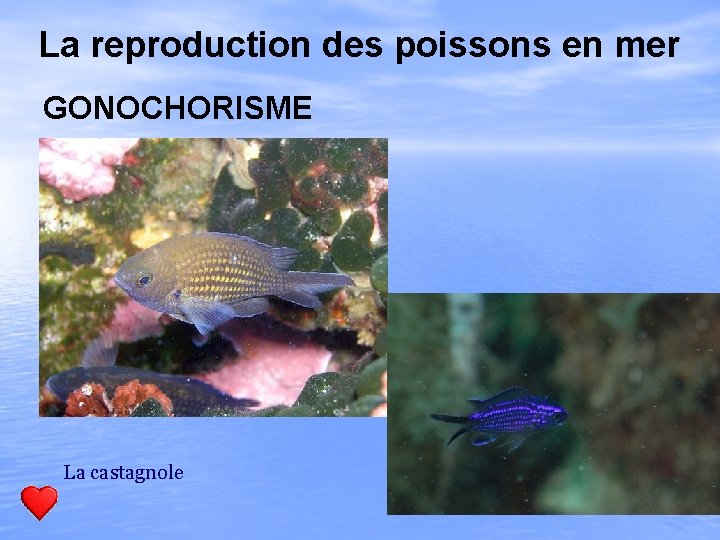 La reproduction des poissons en mer GONOCHORISME La castagnole 