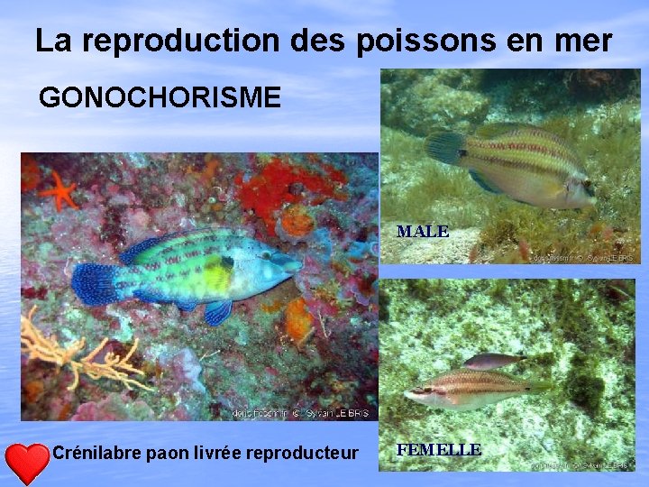La reproduction des poissons en mer GONOCHORISME MALE Crénilabre paon livrée reproducteur FEMELLE 