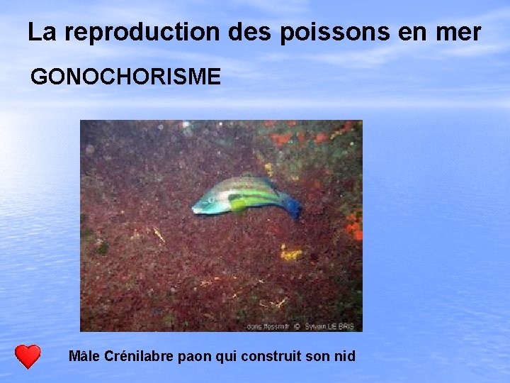 La reproduction des poissons en mer GONOCHORISME Mâle Crénilabre paon qui construit son nid