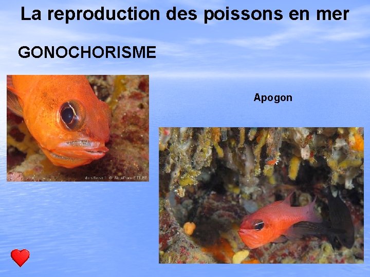 La reproduction des poissons en mer GONOCHORISME Apogon 