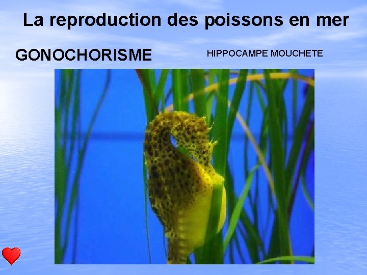  La reproduction des poissons en mer GONOCHORISME HIPPOCAMPE MOUCHETE 