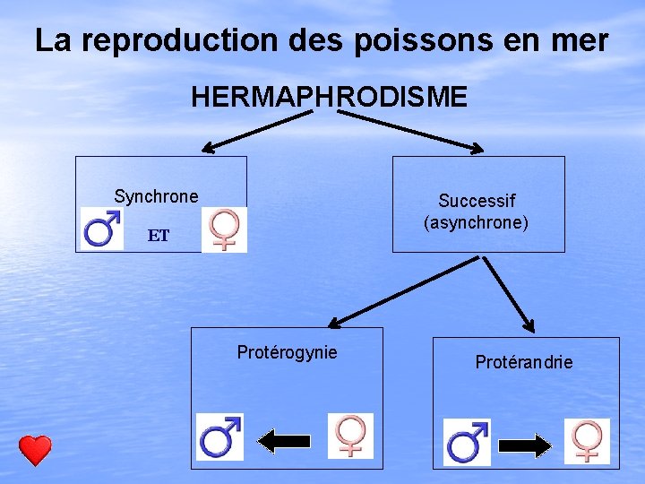 La reproduction des poissons en mer HERMAPHRODISME Synchrone Successif (asynchrone) ET Protérogynie Protérandrie 