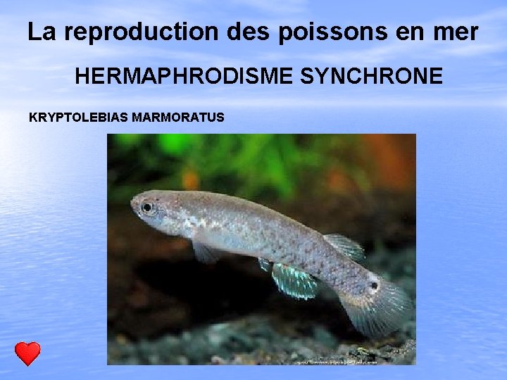 La reproduction des poissons en mer HERMAPHRODISME SYNCHRONE KRYPTOLEBIAS MARMORATUS 