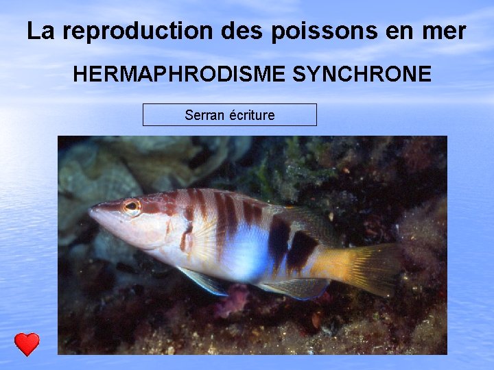 La reproduction des poissons en mer HERMAPHRODISME SYNCHRONE Serran écriture 