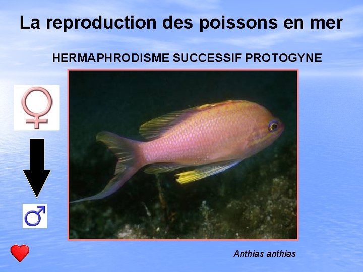 La reproduction des poissons en mer HERMAPHRODISME SUCCESSIF PROTOGYNE Anthias anthias 