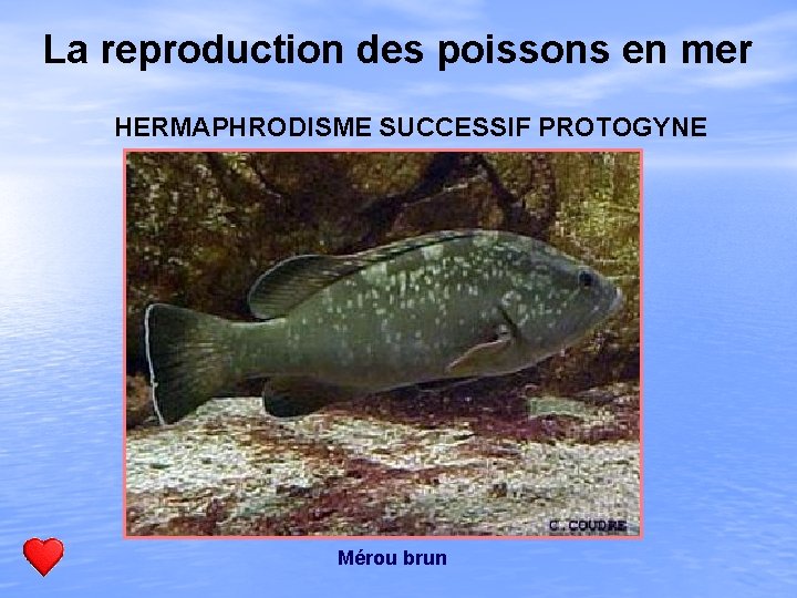 La reproduction des poissons en mer HERMAPHRODISME SUCCESSIF PROTOGYNE Mérou brun 