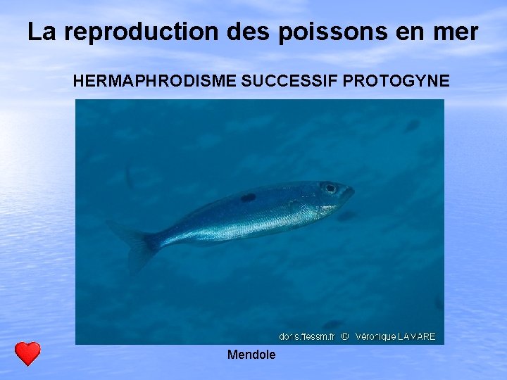 La reproduction des poissons en mer HERMAPHRODISME SUCCESSIF PROTOGYNE Mendole 