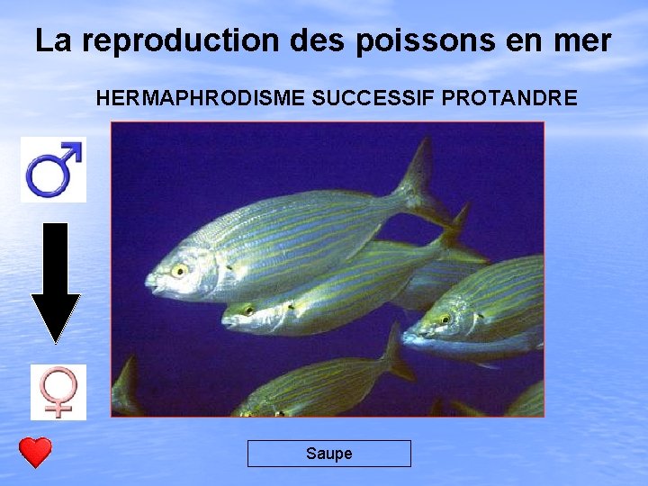 La reproduction des poissons en mer HERMAPHRODISME SUCCESSIF PROTANDRE Saupe 