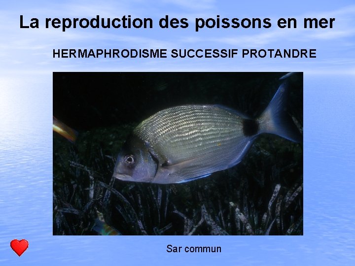 La reproduction des poissons en mer HERMAPHRODISME SUCCESSIF PROTANDRE Sar commun 
