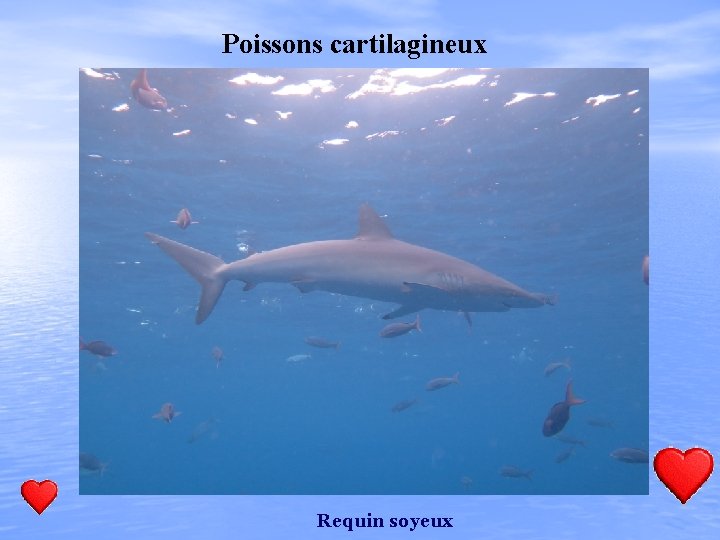 Poissons cartilagineux Requin soyeux 