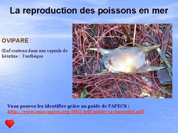 La reproduction des poissons en mer OVIPARE : Œuf contenu dans une capsule de