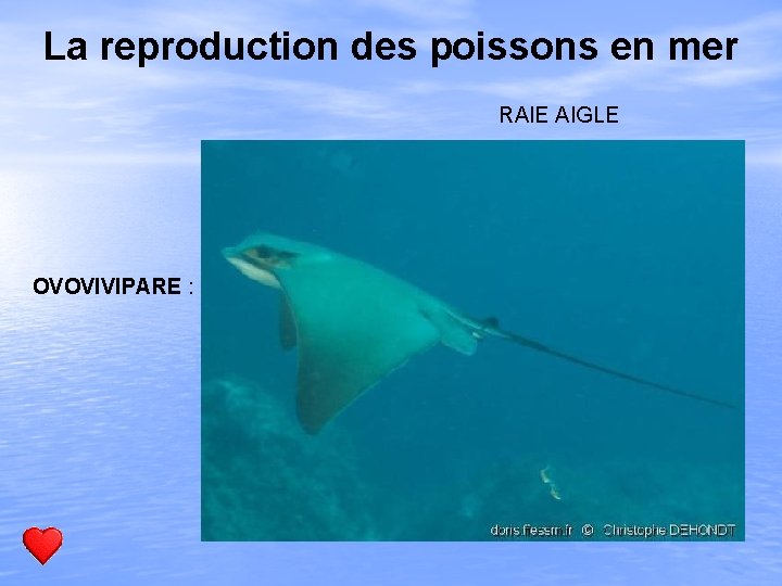 La reproduction des poissons en mer RAIE AIGLE OVOVIVIPARE : 