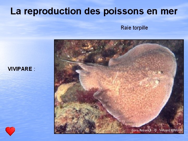 La reproduction des poissons en mer Raie torpille VIVIPARE : 