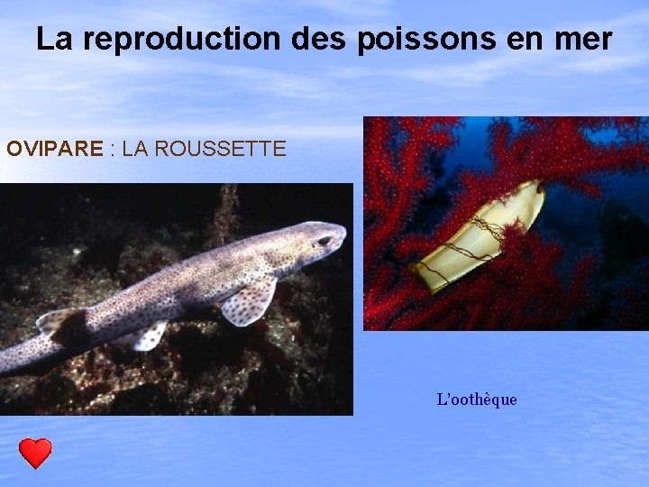 La reproduction des poissons en mer OVIPARE : LA ROUSSETTE L’oothèque 