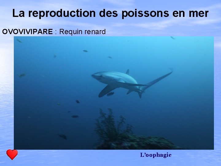 La reproduction des poissons en mer OVOVIVIPARE : Requin renard L’oophagie 
