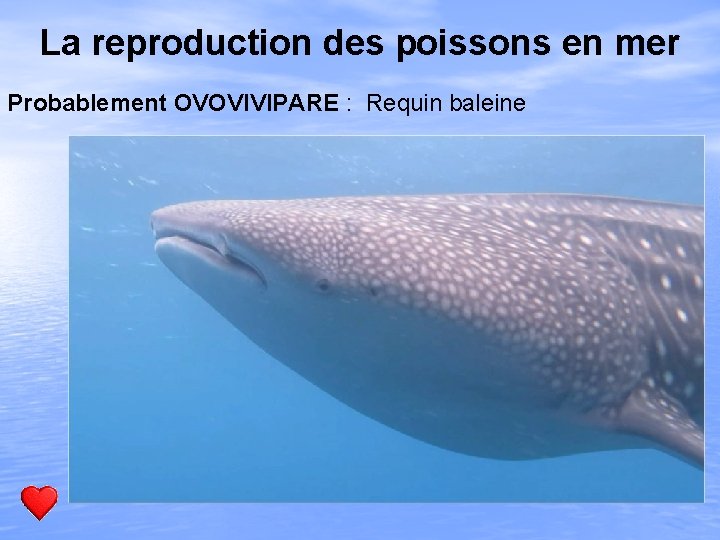 La reproduction des poissons en mer Probablement OVOVIVIPARE : Requin baleine 