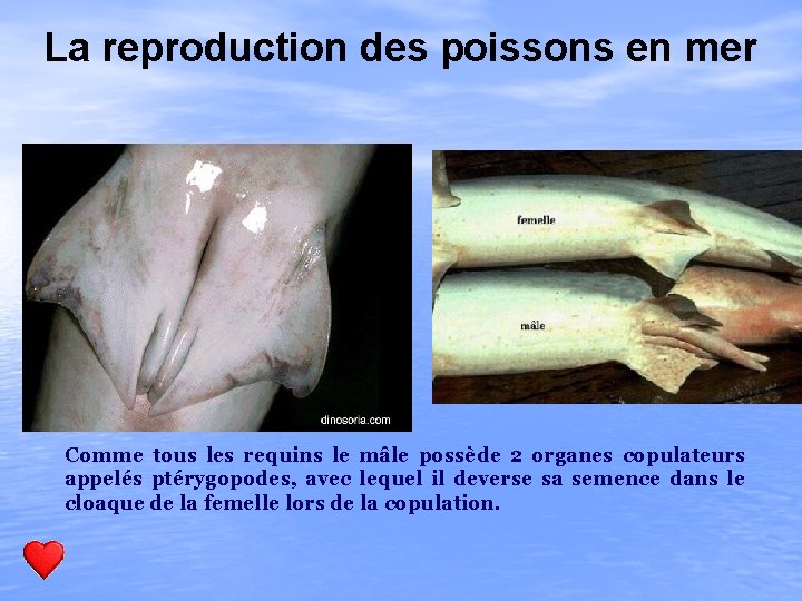 La reproduction des poissons en mer Comme tous les requins le mâle possède 2