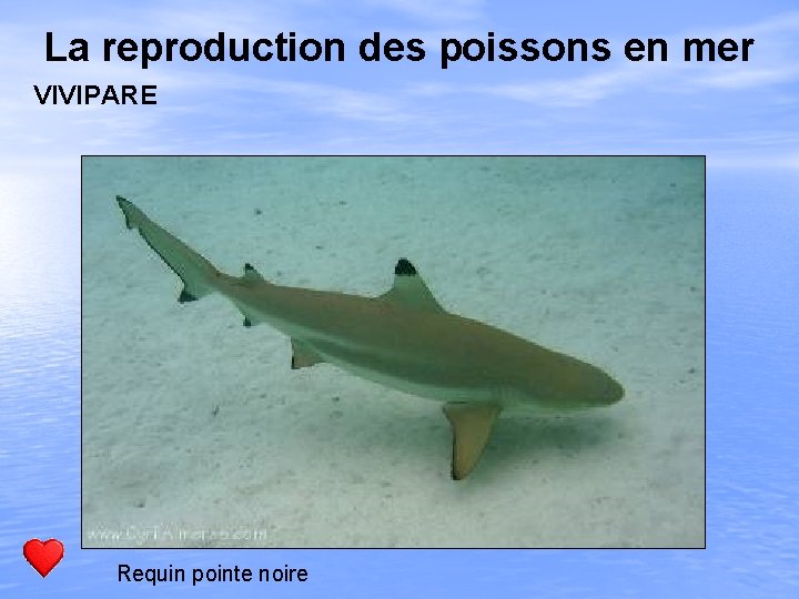 La reproduction des poissons en mer VIVIPARE Requin pointe noire 