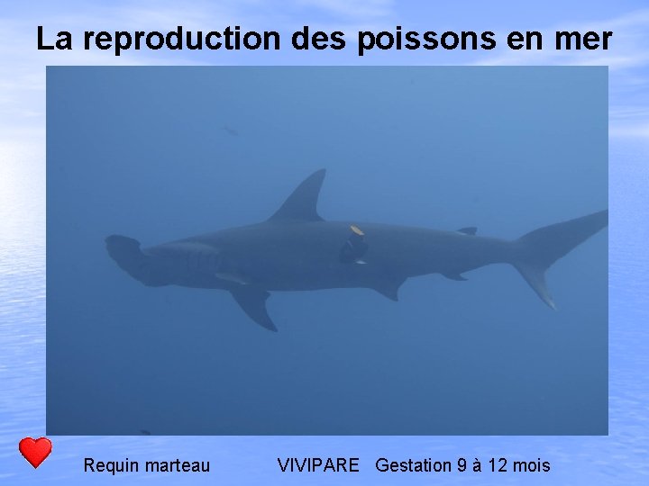 La reproduction des poissons en mer Requin marteau VIVIPARE Gestation 9 à 12 mois