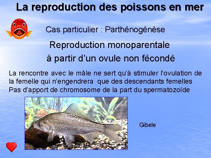 La reproduction des poissons en mer Cas particulier : Parthénogénèse Reproduction monoparentale à partir