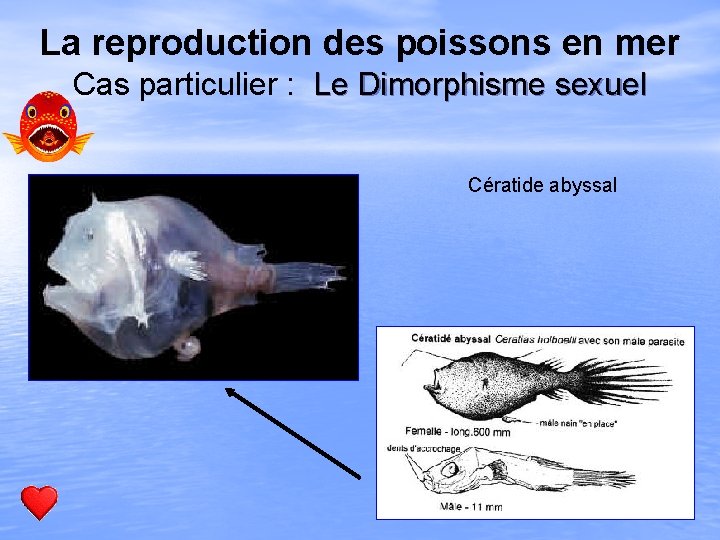 La reproduction des poissons en mer Cas particulier : Le Dimorphisme sexuel Cératide abyssal