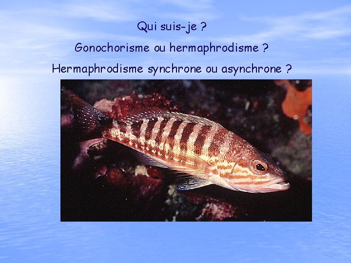 Qui suis-je ? Gonochorisme ou hermaphrodisme ? Hermaphrodisme synchrone ou asynchrone ? 