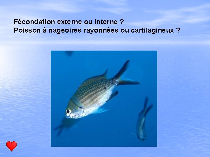 Fécondation externe ou interne ? Poisson à nageoires rayonnées ou cartilagineux ? 