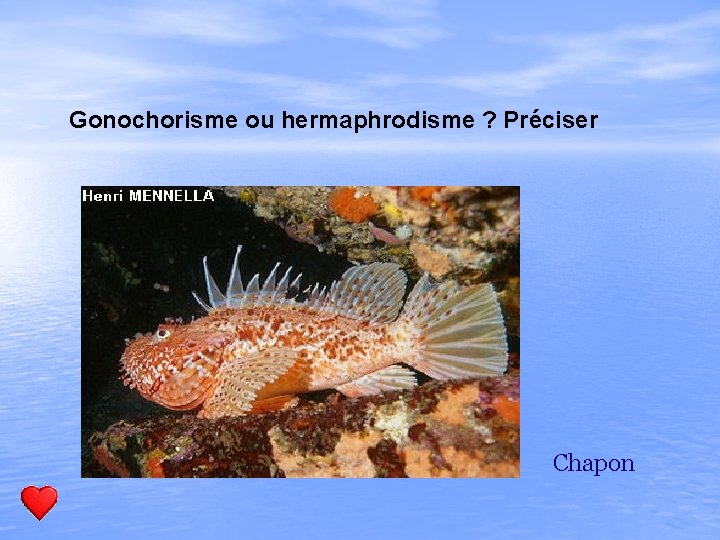 Gonochorisme ou hermaphrodisme ? Préciser Chapon 