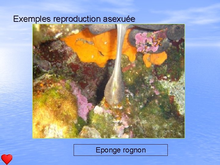 Exemples reproduction asexuée Eponge rognon 