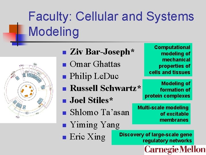 Faculty: Cellular and Systems Modeling n n n n Computational modeling of mechanical properties