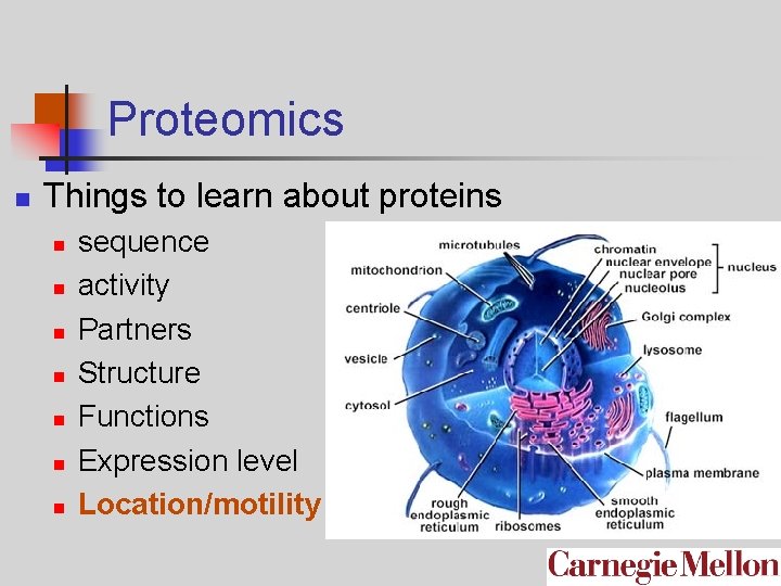 Proteomics n Things to learn about proteins n n n n sequence activity Partners