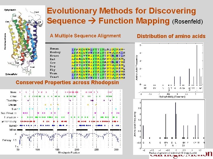 Evolutionary Methods for Discovering Sequence Function Mapping (Rosenfeld) A Multiple Sequence Alignment Human Monkey