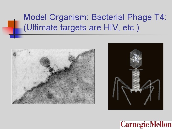 Model Organism: Bacterial Phage T 4: (Ultimate targets are HIV, etc. ) 