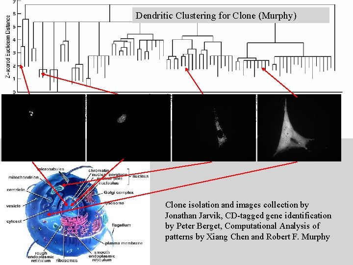 Dendritic Clustering for Clone (Murphy) Protein name Clone isolation and images collection by Jonathan